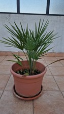 Palma Nana