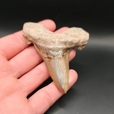 Otodus Auriculatus Sokolovi -