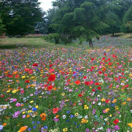 Semi fiori selvatici - semi,