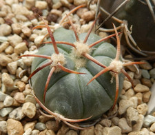 Echinocactus horizonthalonius