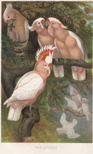 Cacatua maggiore Mitchell's stampa antica 1882 cromolitografia Brehms Thierleben