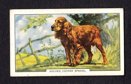 4199 gallaher ltd cani - 4199/,