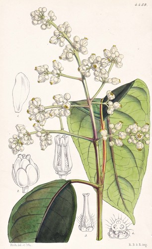 Lacepedea insignis mexico - insignis,