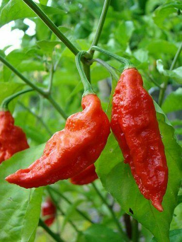 Peperoncino bhut jolokia red - peperoncino,