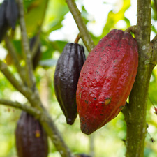 Pianta ibrida di cioccolato