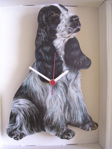 Blue roan english cocker - english,