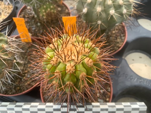 112 copiapoa cinerea ssp - cinerea,