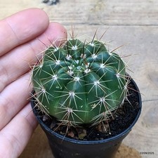 Notocactus ottonis