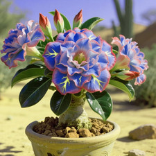 Adenium Obesum Bulbi,Piante