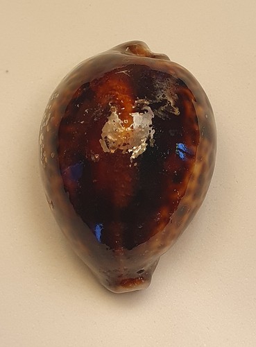 Cypraea tigris melanistic - tigris,
