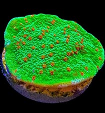 Live Coral Montipora Seasons