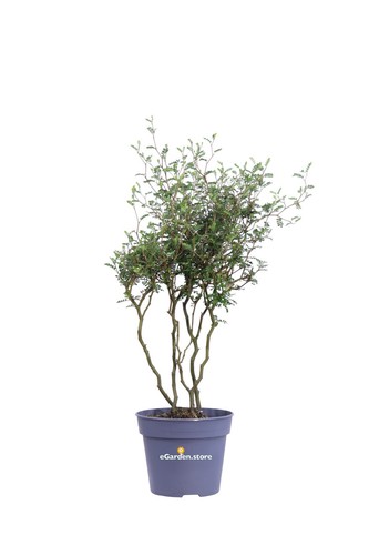 Pianta sophora prostrata - sophora,