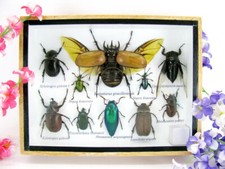 Pezzo unico - Veri insetti