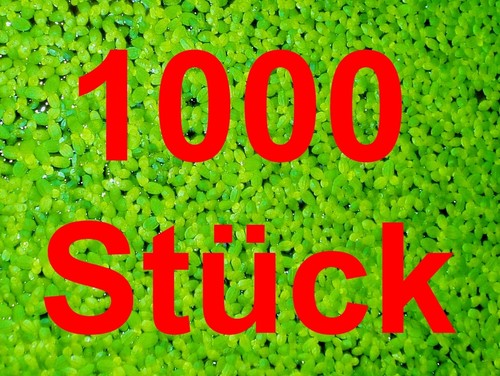 Lenticchia acqua 1000pz - d'acqua, 1000pz*