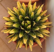 Agave Victoriae Reginae