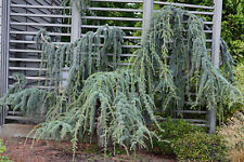 Cedro Atlante piangente Cedrus atlantica glauca pendula vaso ø36 cm h 140/160 cm