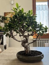 Bonsai Ficus Retusa