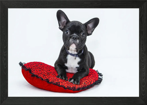 Bulldog francese cucciolo - , su