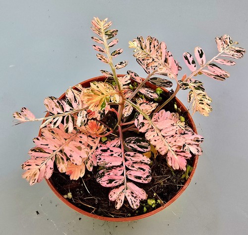 Bellissimo phyllanthus - bellissimo,