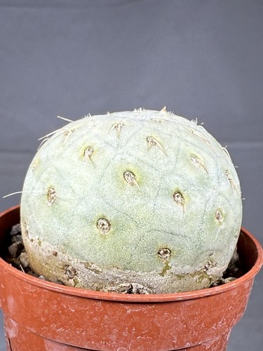 Tephrocactus geometricus