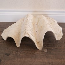 Guscio di Artiglia Gigante