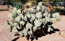 Pala fico d'india vellutata poche spine  10/15cm - Opuntia microdasys Rufida