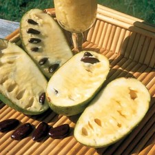 Asimina triloba pawpaw - , fresh