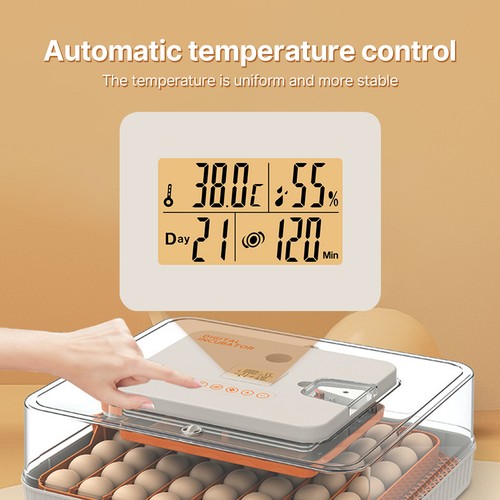 56h eggs intelligent - eggs,