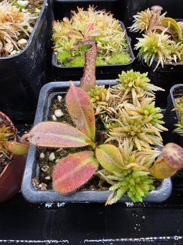 Nepenthes burbidgeae m - nepenthes, burbidgeae.