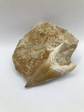 Otodus Obliquus Dente di