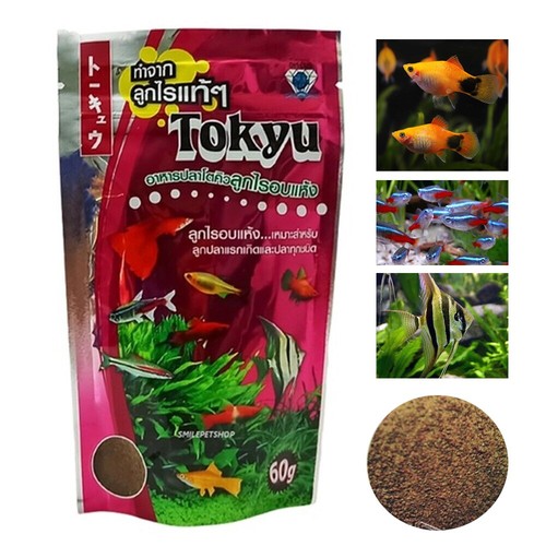 Live betta guppy - live, fish