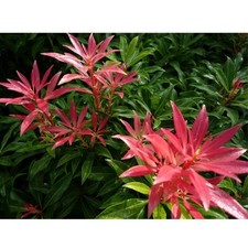Pianta pieris forest - 1,