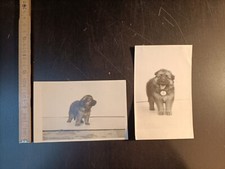 lotto 2 Foto storica vintage antica cucciolo pastore tedesco cane puppy - AF9.2