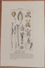 TURPIN BOTANICA VALLISNERIA