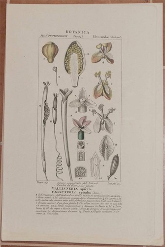 Turpin botanica vallisneria - botanica,