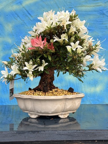 Bonsai joe shohin hakurin - di, "