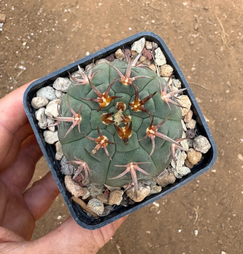 Gymnocalycium spegazzini - gymnocalycium,