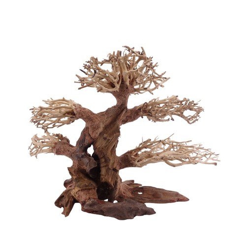 Bonsai classico albero - , l