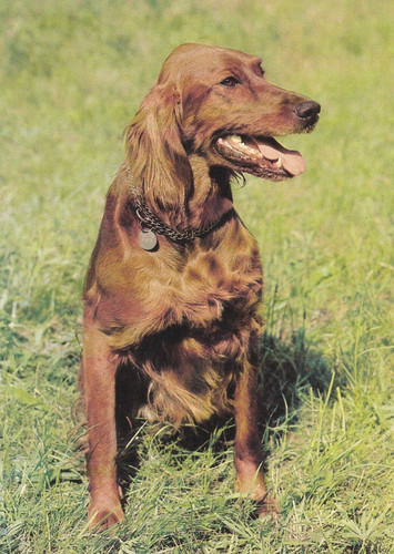 Setter irish - *,