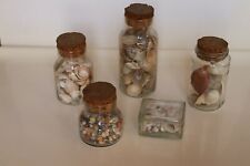 collezione di conchiglie in