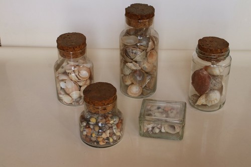 Collezione conchiglie in - collezione, di