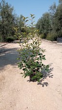 Piante di photinia - photinia, red