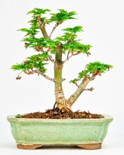 Bonsai di Acero Testa di Leone