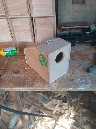 Nido stile scrivania budgie - 12,