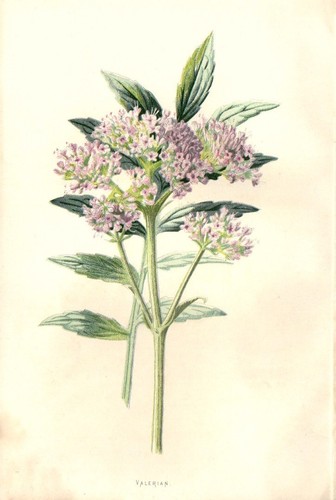 1890 valeriana antica - valeriana,