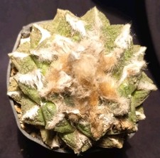 ARIOCARPUS FISURATUS LLOYDII