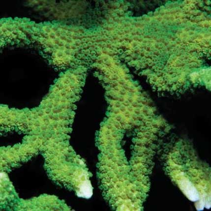 Corallo montipora digitata - montipora,