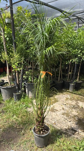 Phoenix roebelenii v26 - phoenix,