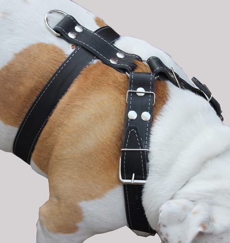 Imbracatura cane vera - vera, pelle