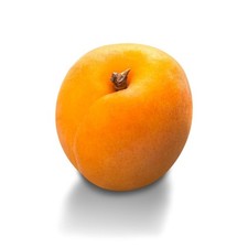 Pianta di Albicocco Santa